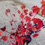 Javor červený (Acer rubrum) ‘OCTOBER GLORY’- výška 70-100 cm, kont. C5L